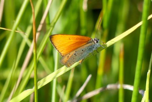 Lycaena dispar